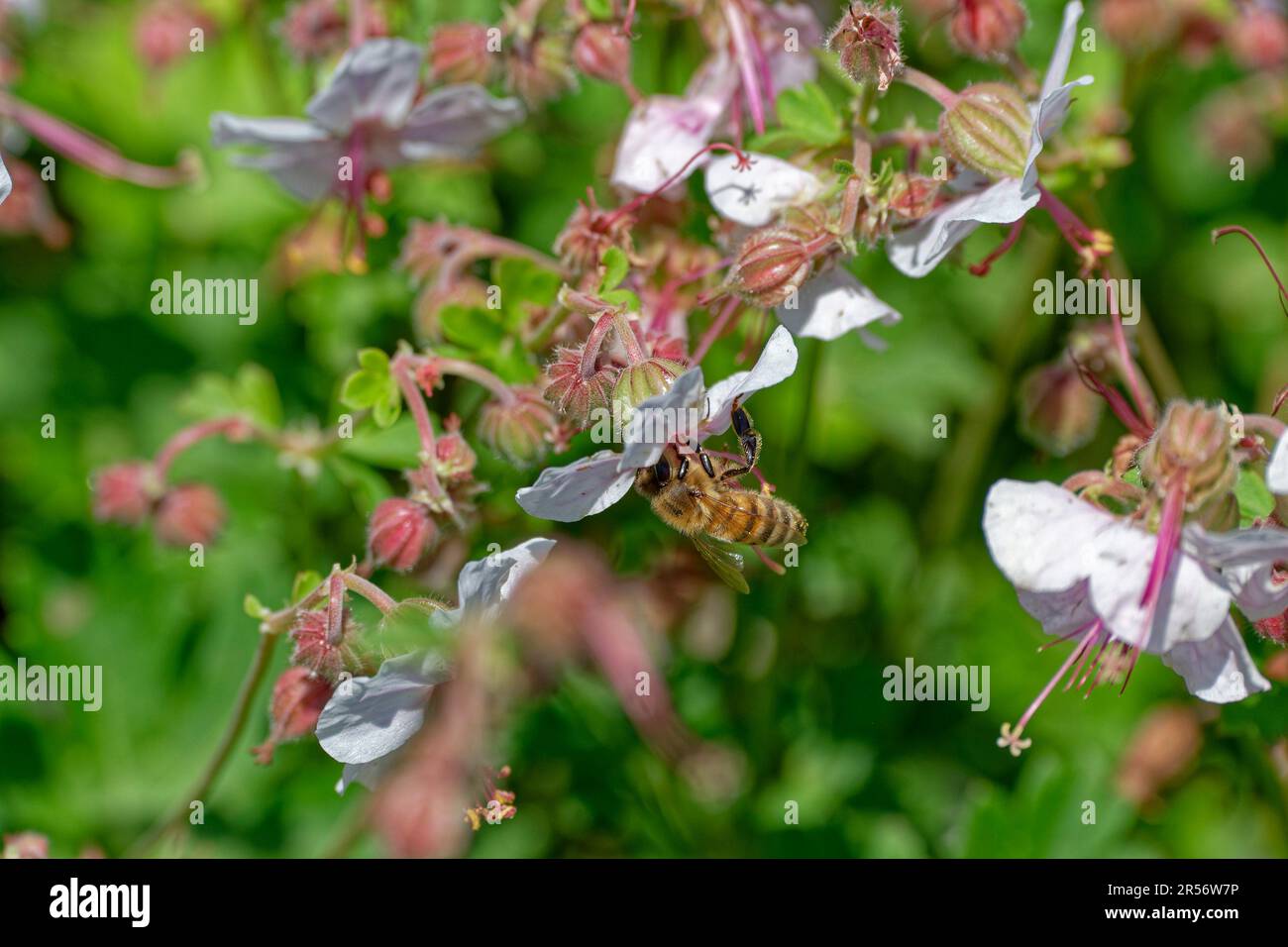 Un bumblebee o un'ape capovolta che raccoglie polline dal centro della vista di primo piano del fiore aperto in tarda primavera Foto Stock