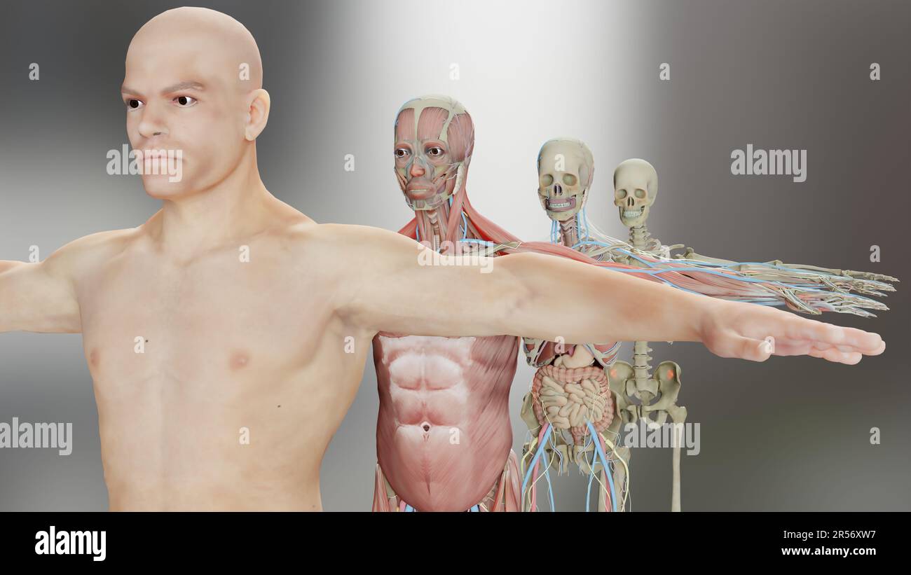 Anatomia umana, muscoli, organi, ossa. Tavolozze di colori creative, dettagli designer, parti non strutturate, luma opaco, sfondo nero, dal punto di vista medico Foto Stock