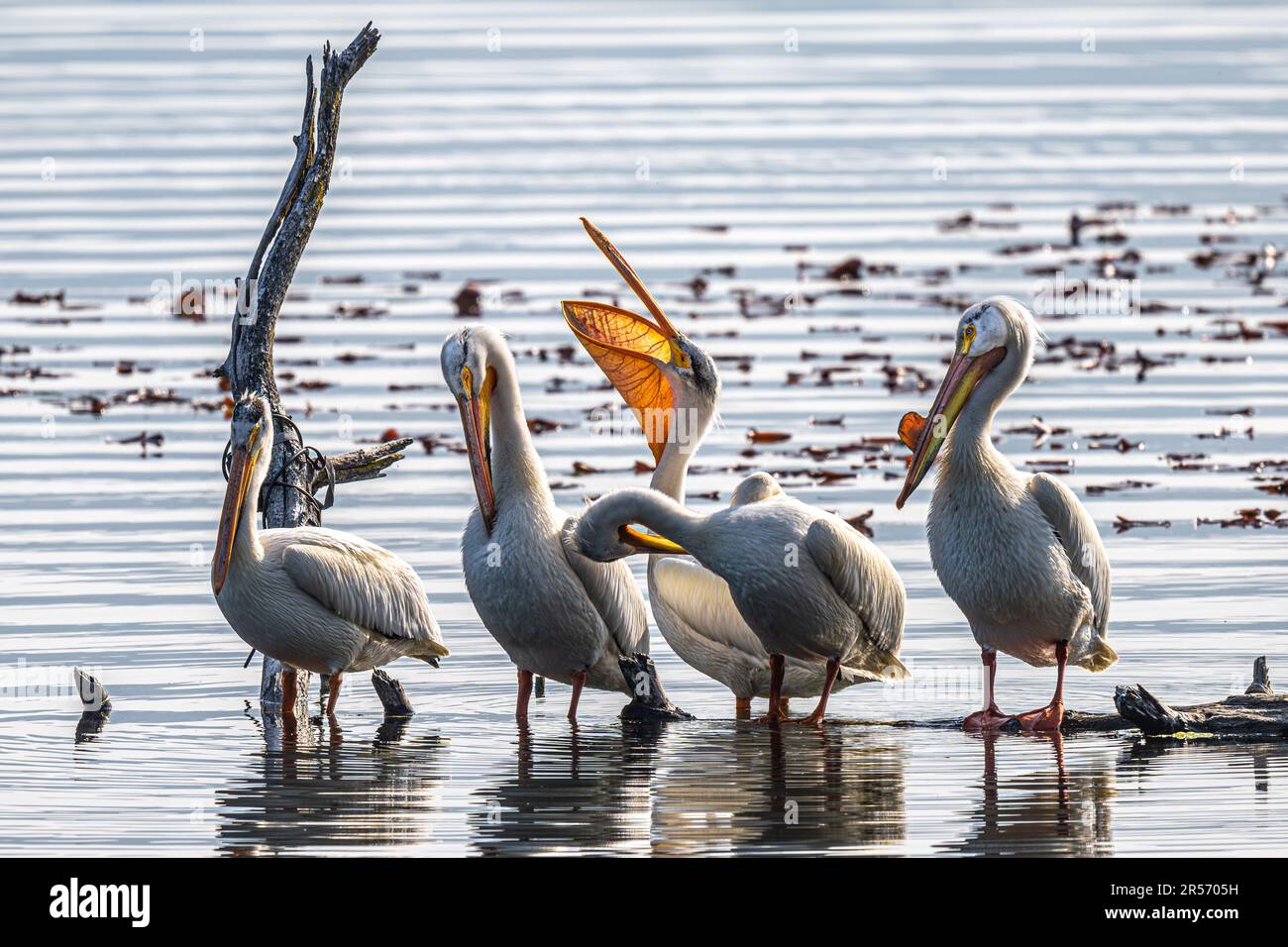 Pellicani bianchi americani (Pelecanus erythrorhynchos) sul lago Chatcolet, ID Foto Stock