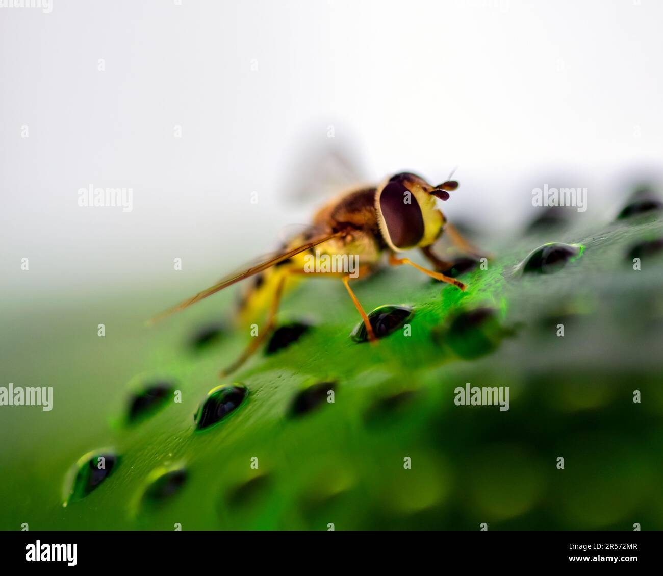 Una piccola vespa appoggiata su una bottiglia di vetro verde Foto Stock