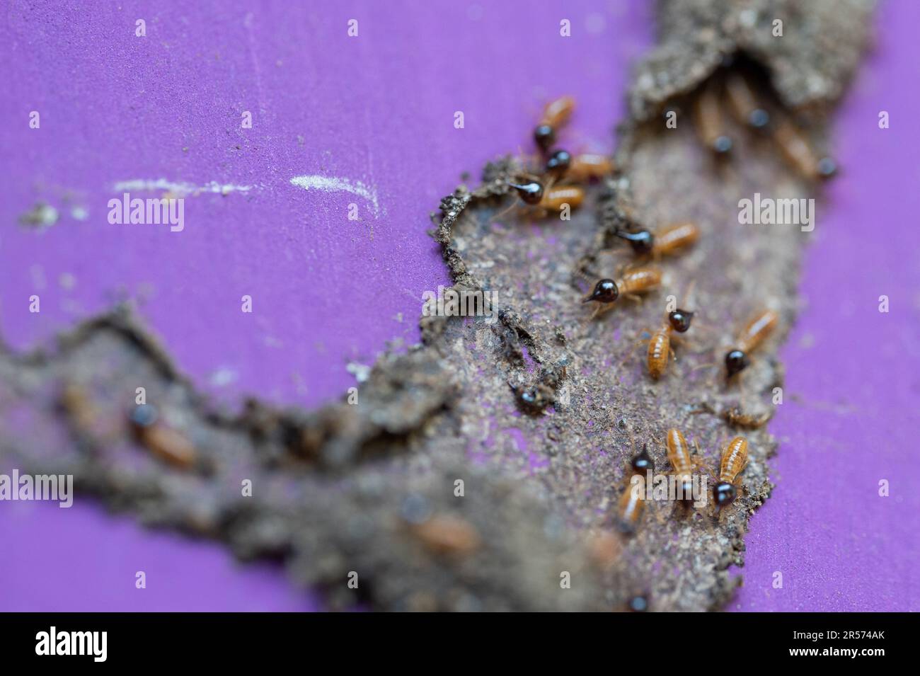 Gruppo di insetti termiti con teste nere vista ravvicinata Foto Stock