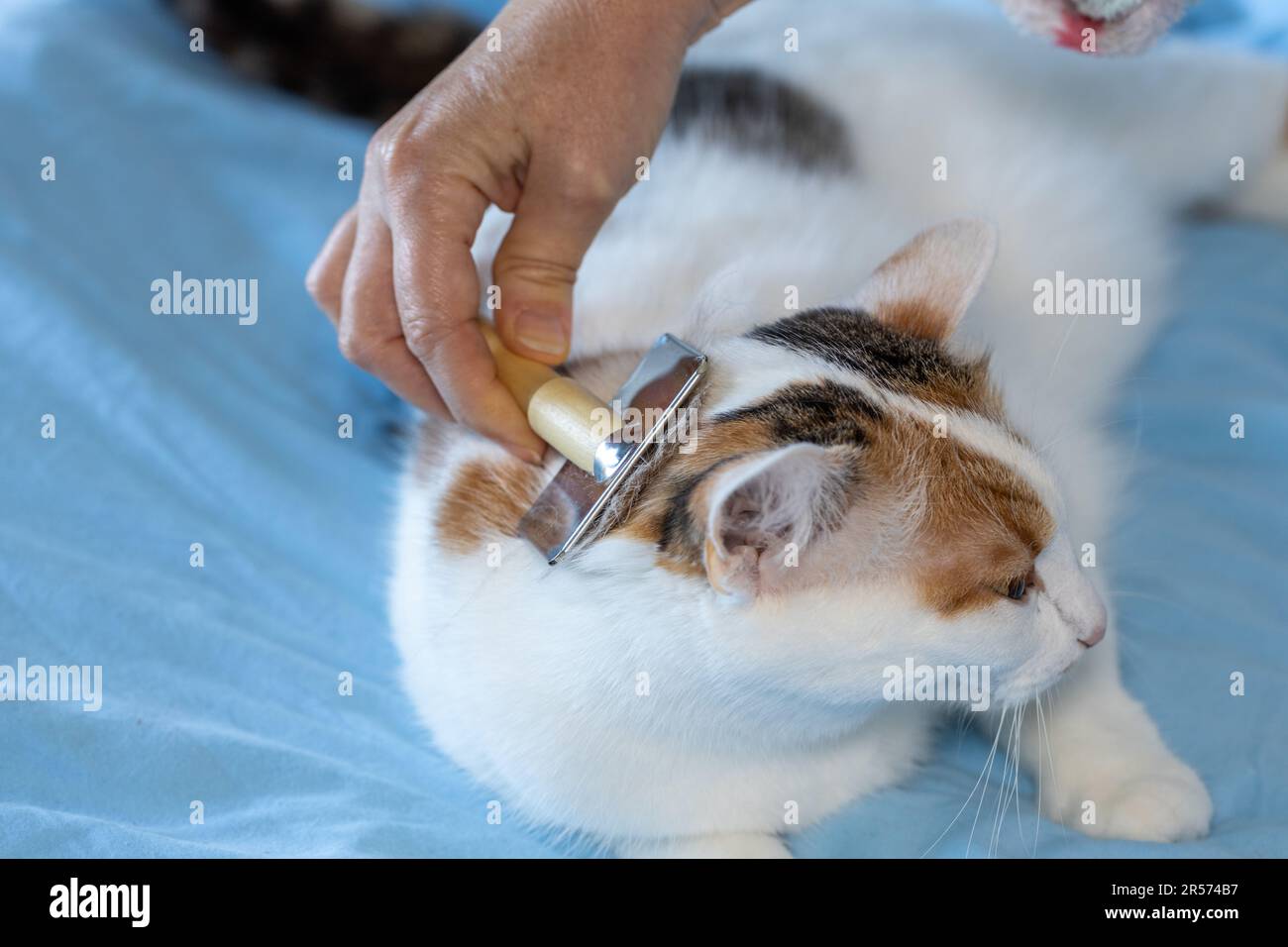 Gatto governare, pettinare, giocare con il vostro animale domestico amato, rilassato e felice gattino Foto Stock