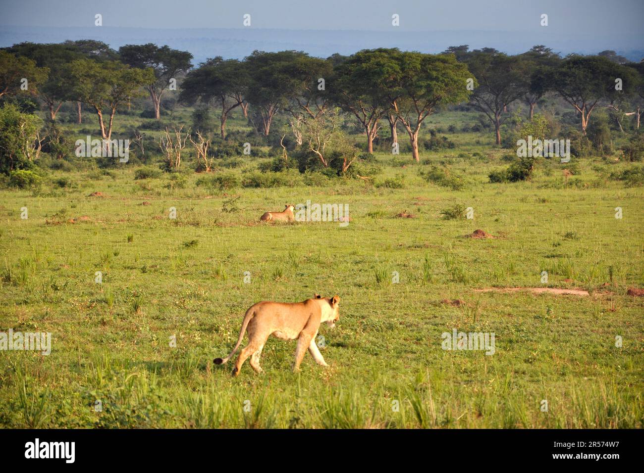 Uganda. Animali Foto Stock