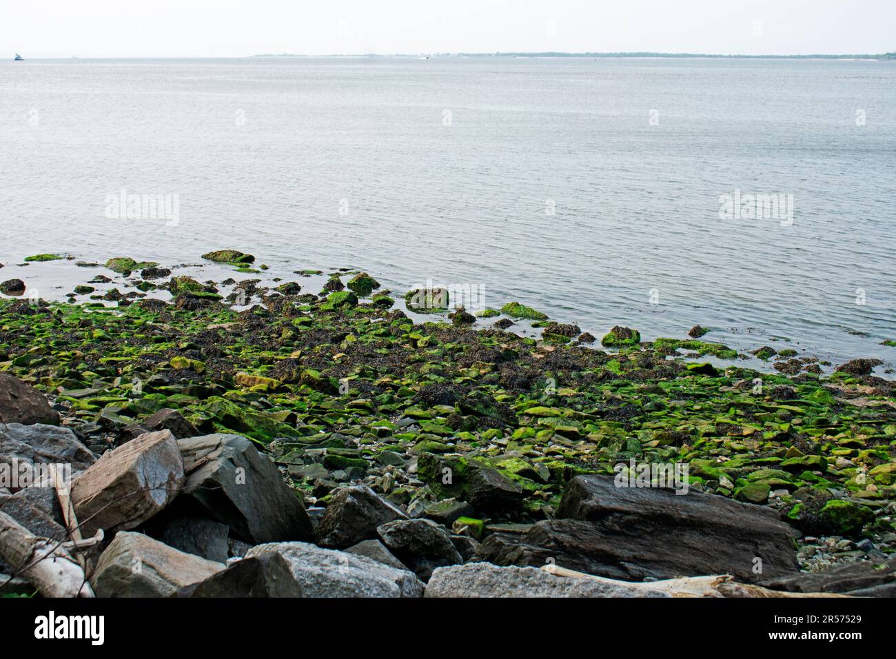 La bassa marea di Sandy Hook Bay espone pietre ricoperte di muschio lungo l'Henry Hudson Trail nelle Altantic Highlands, New Jersey -03 Foto Stock