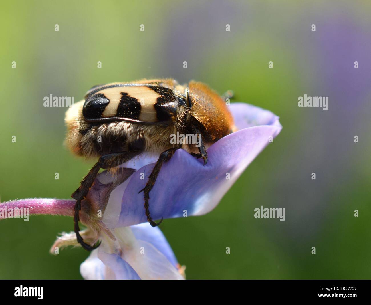 Ape Beetle Trichius fasciatus mimicry mangiare polline in un fiore blu Foto Stock