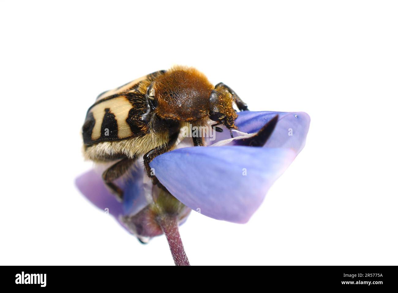Ape Beetle Trichius fasciatus mangiare polline in fiore blu su sfondo bianco Foto Stock