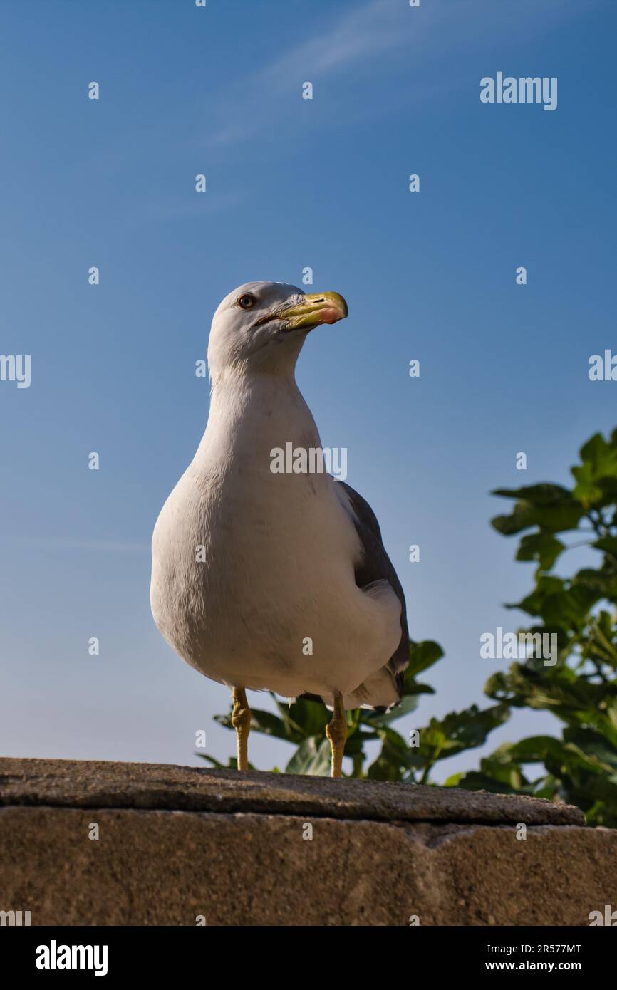Primo piano di un gabbiano in piedi Foto Stock