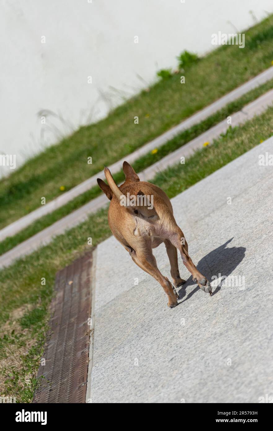 cane in posa Foto Stock