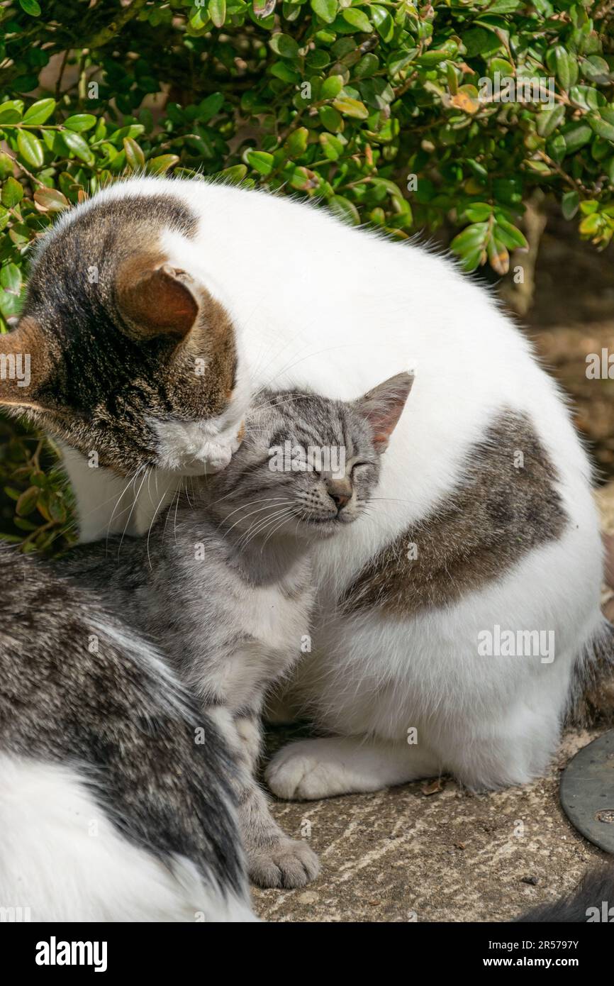 la mamma del gatto pulisce suo figlio Foto Stock