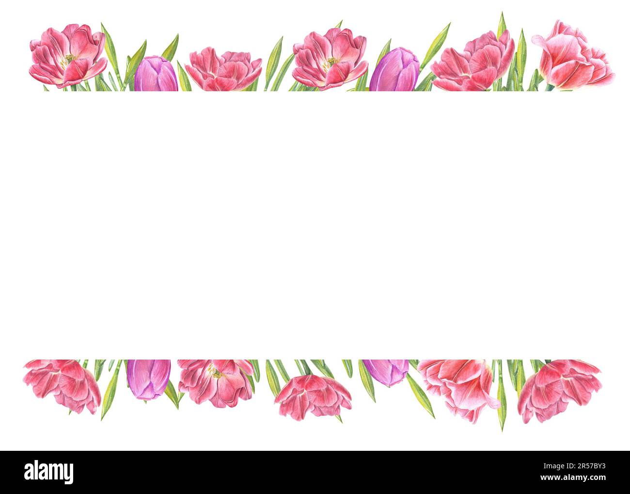 Acquerello cornice orizzontale di tulipani rosa diversi con spazio copia isolato su sfondo bianco. Illustrazione botanica per creare il disegno del saluto Foto Stock