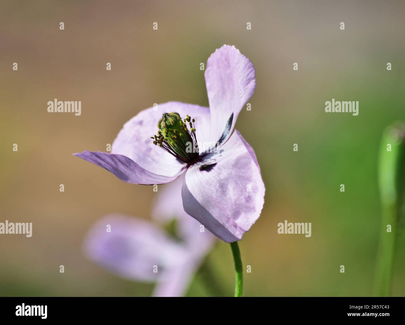 Papaver dubium, il papavero a testa lunga, di colore rossiccio Foto Stock