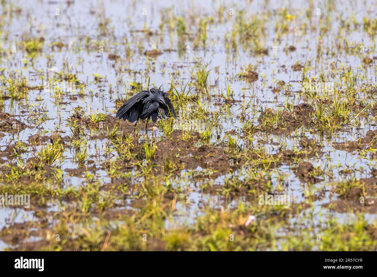 L'Erone Nero (Egretta ardesiaca) distribuisce le sue ali in un ombrello durante l'alimentazione, in modo che non sia accecato dai riflessi dalla superficie dell'acqua. Parco Nazionale di Liwonde, Malawi Foto Stock