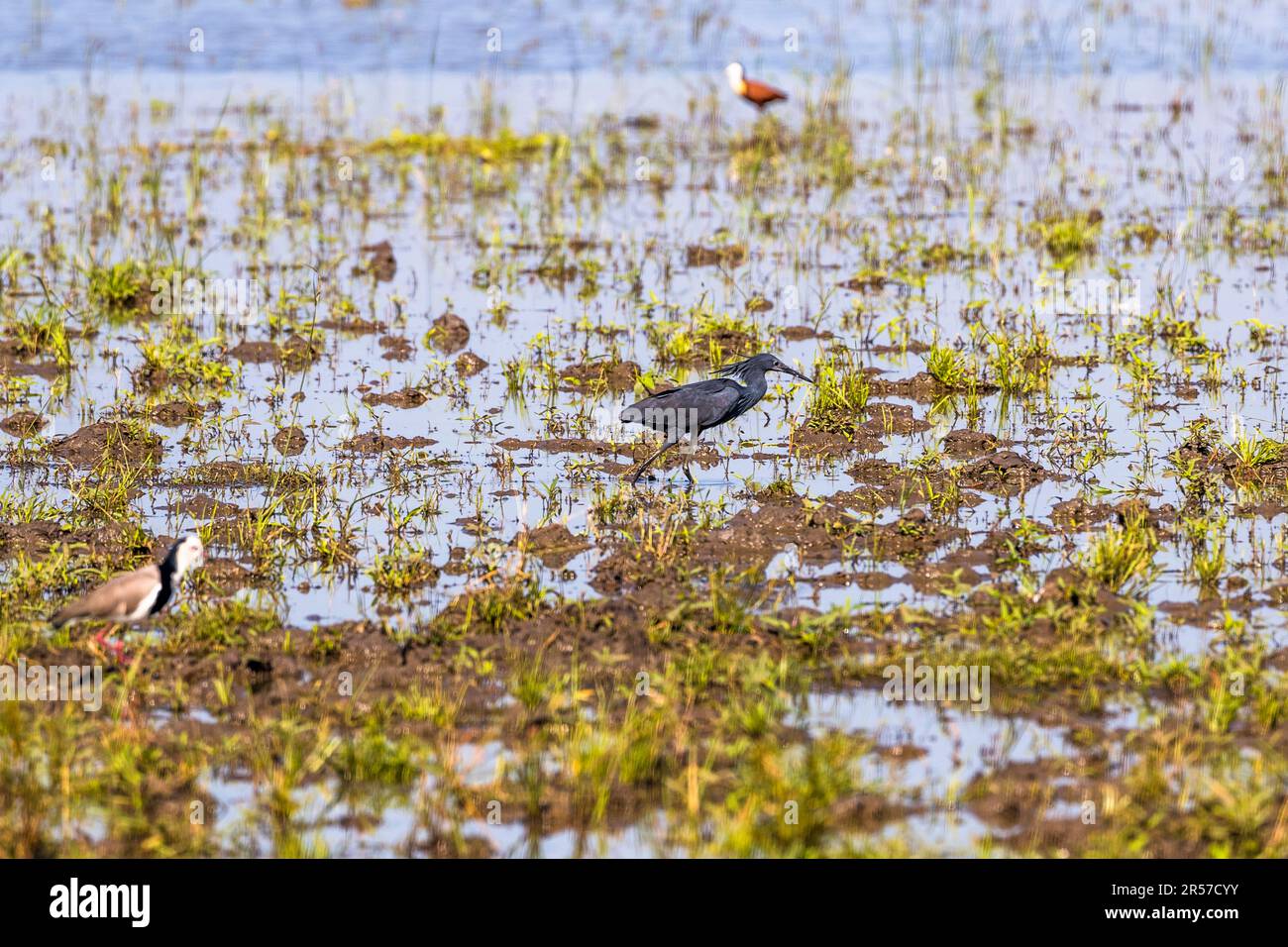 L'Erone Nero (Egretta ardesiaca) distribuisce le sue ali in un ombrello durante l'alimentazione, in modo che non sia accecato dai riflessi dalla superficie dell'acqua. Parco Nazionale di Liwonde, Malawi Foto Stock