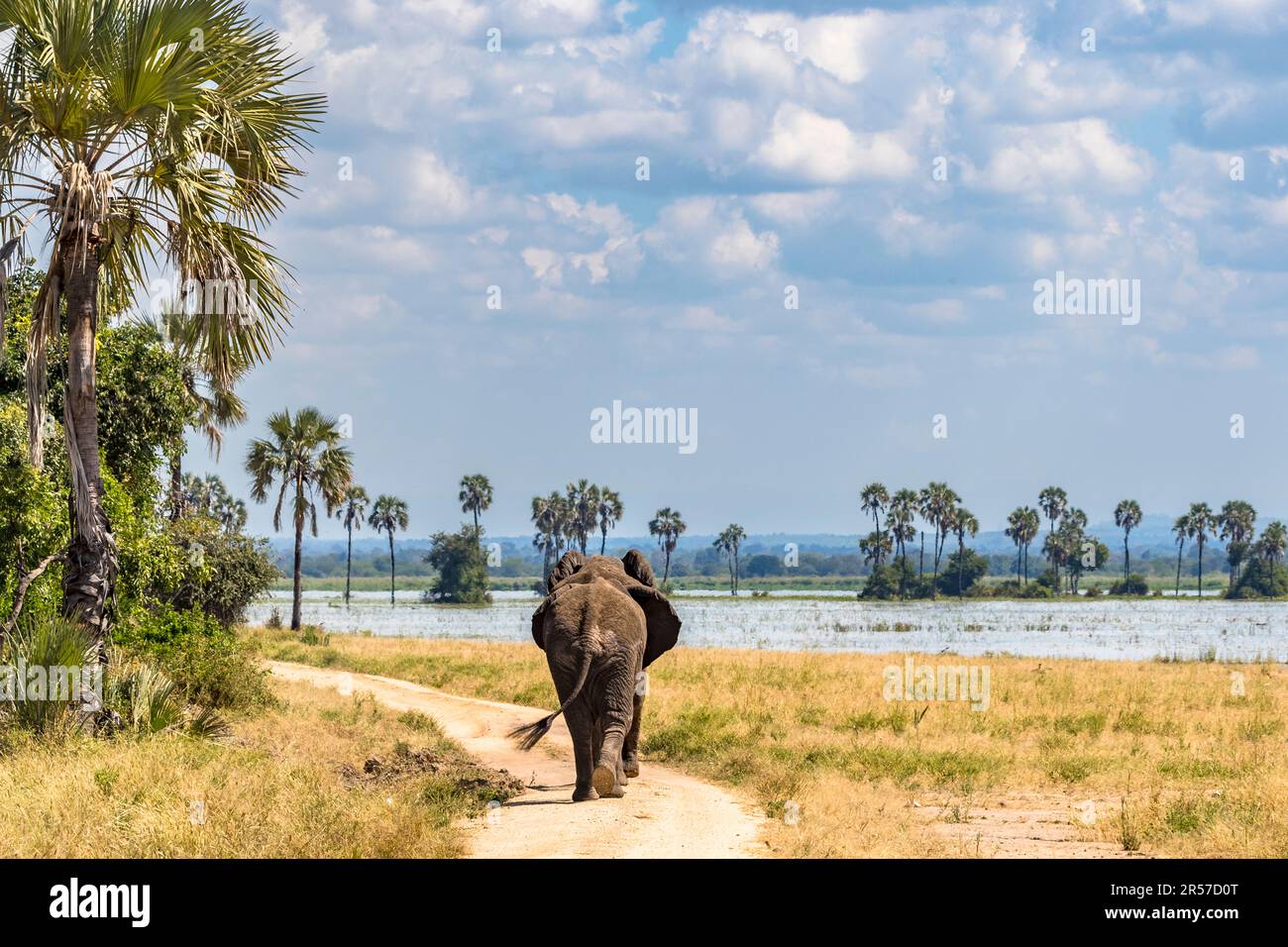 Gli elefanti amano marciare sulle strade del parco nazionale. Qui fanno buoni progressi nella ricerca del cibo. Elefanti presso il Liwonde National Park del fiume Shire del Malawi Foto Stock