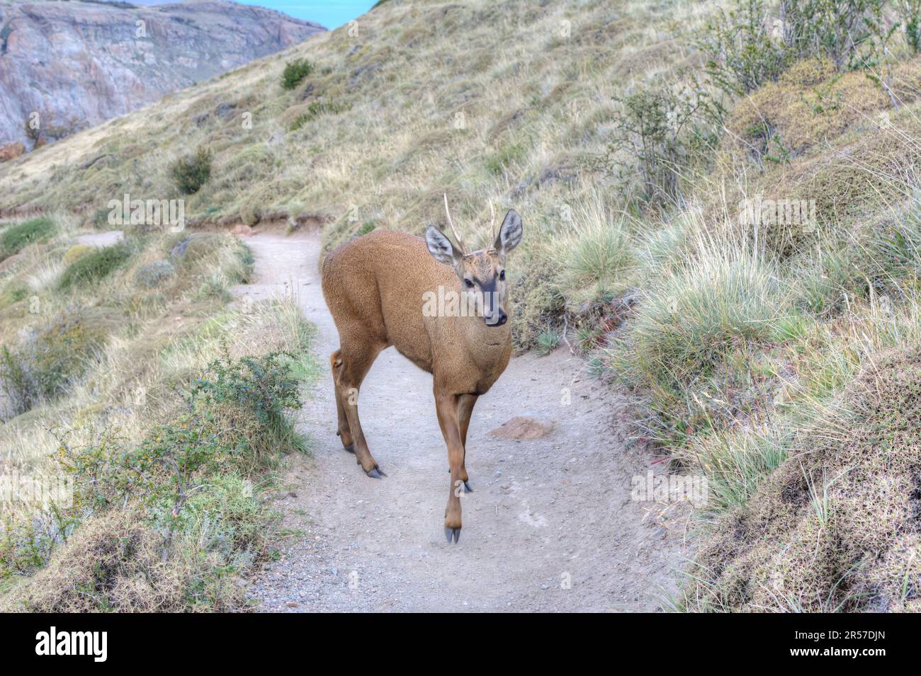 Cervi sudandino (guemal, huemul) cammina lungo un sentiero in El Chaltén nel Parco Nazionale Los Glaciares in Argentina Foto Stock