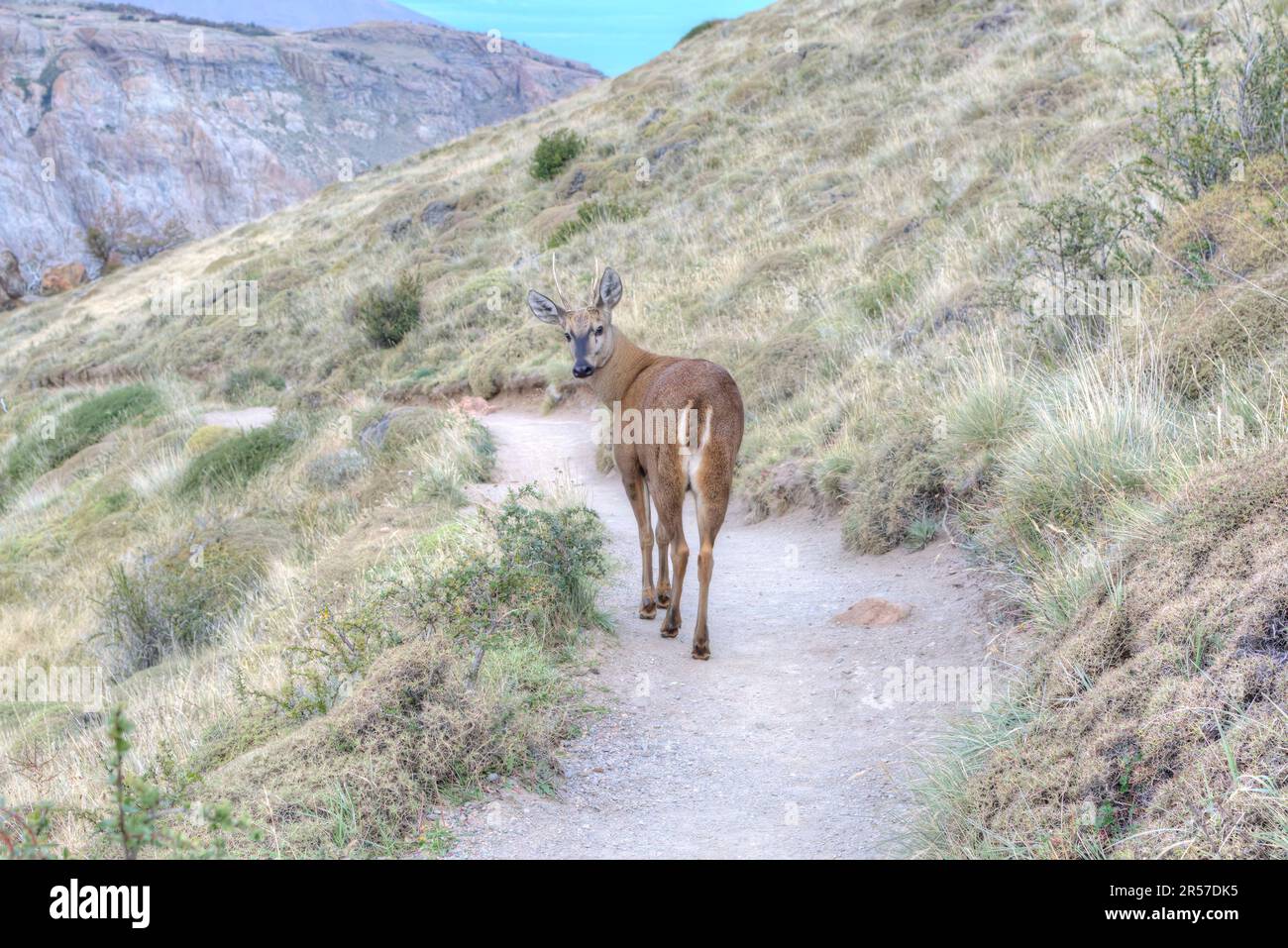 Cervi sudandino (guemal, huemul) cammina lungo un sentiero in El Chaltén nel Parco Nazionale Los Glaciares in Argentina Foto Stock