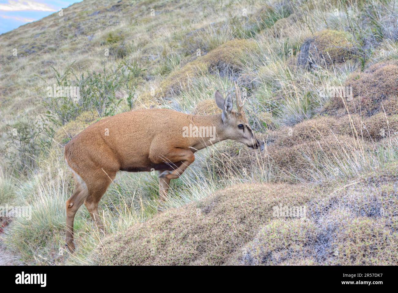 Cervi sudandino (guemal, huemul) cammina lungo un sentiero in El Chaltén nel Parco Nazionale Los Glaciares in Argentina Foto Stock