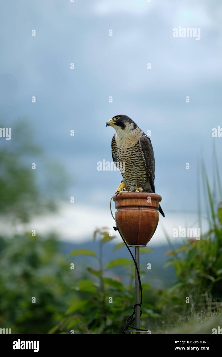 Solitario addestrato addomesticato falco peregrino cattività (Falco peregrinus) cacciatore di uccelli esposti alle feste della città con alberi e cielo coperto sullo sfondo Foto Stock