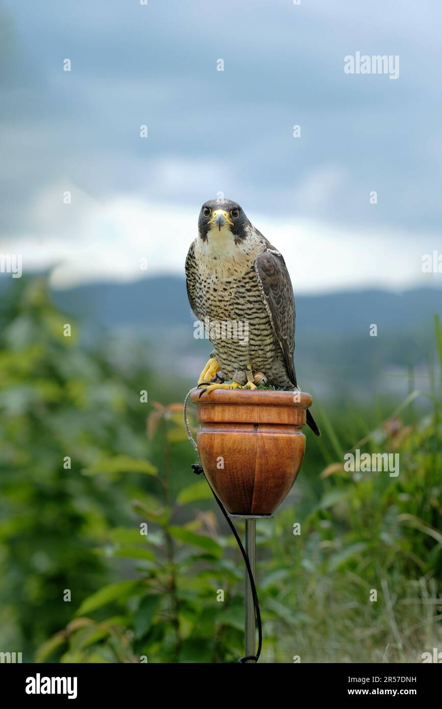 Solitario addestrato addomesticato falco peregrino cattività (Falco peregrinus) cacciatore di uccelli esposti alle feste della città con alberi e cielo coperto sullo sfondo Foto Stock