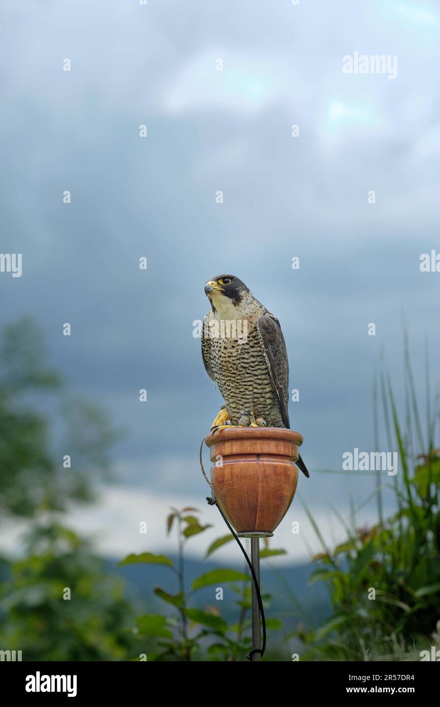 Solitario addestrato addomesticato falco peregrino cattività (Falco peregrinus) cacciatore di uccelli esposti alle feste della città con alberi e cielo coperto sullo sfondo Foto Stock