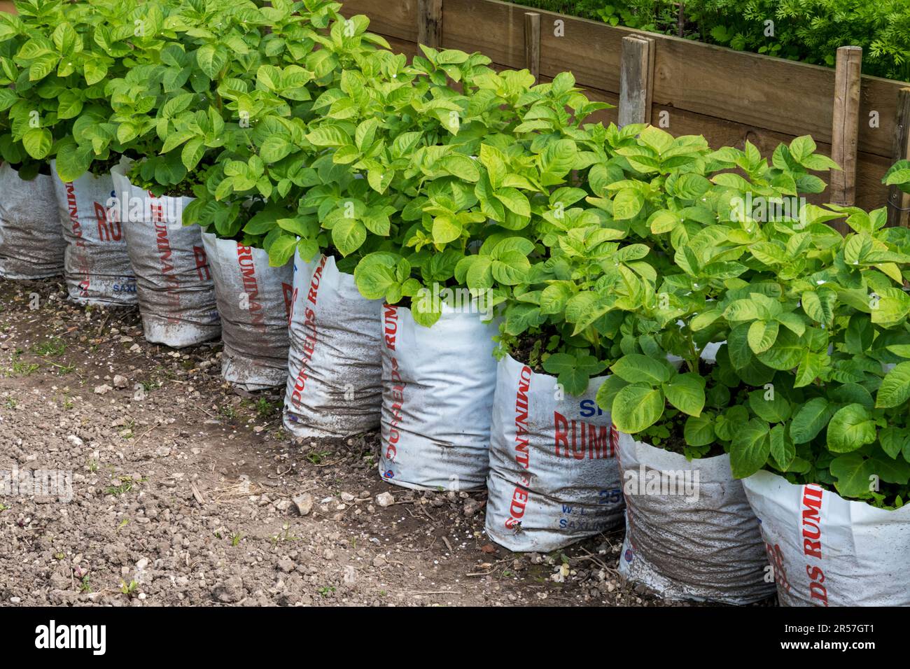 Patate coltivate in sacchi di plastica a metà per risparmiare spazio e sforzo nell'orto o nell'assegnazione. Foto Stock