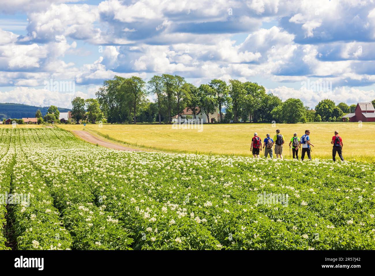 Uomini con camminare in un campo di patate fiorito in campagna una giornata di sole estate, Svezia Foto Stock