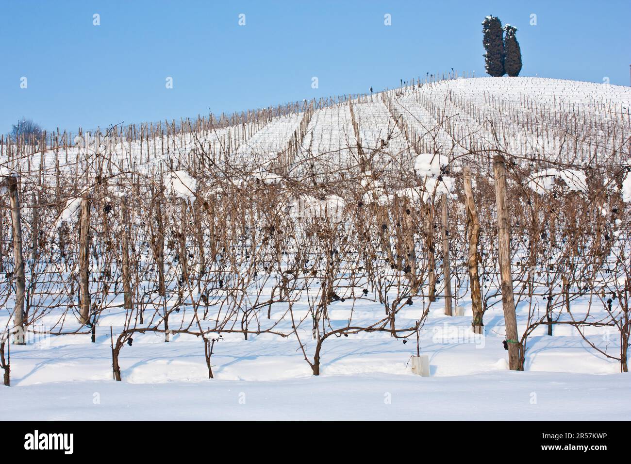 Immagine inusuale di un vigneto in Toscana durante il periodo invernale Foto Stock