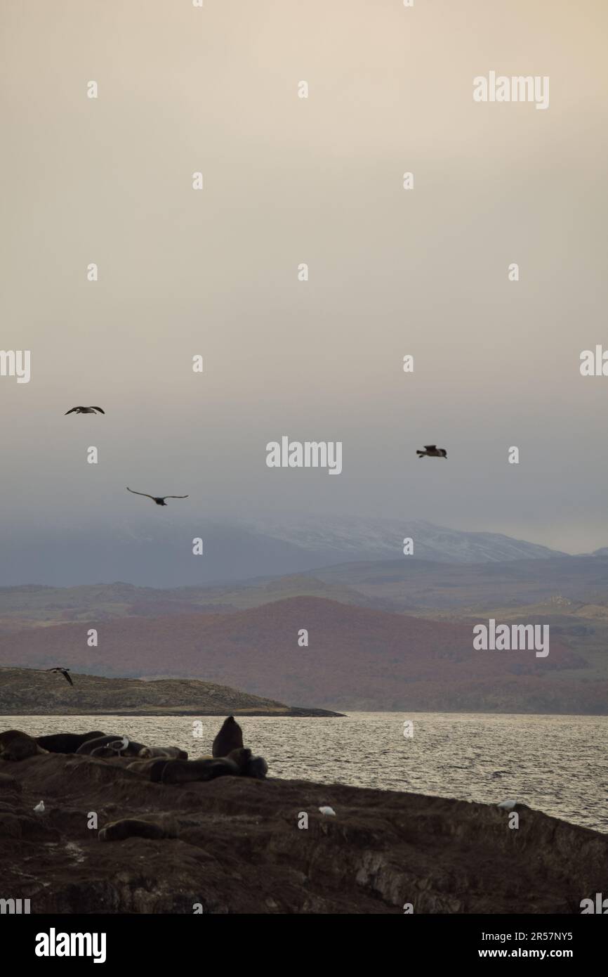 Fauna marina nel canale di Beagle. Ushuaia, Argentina Foto Stock