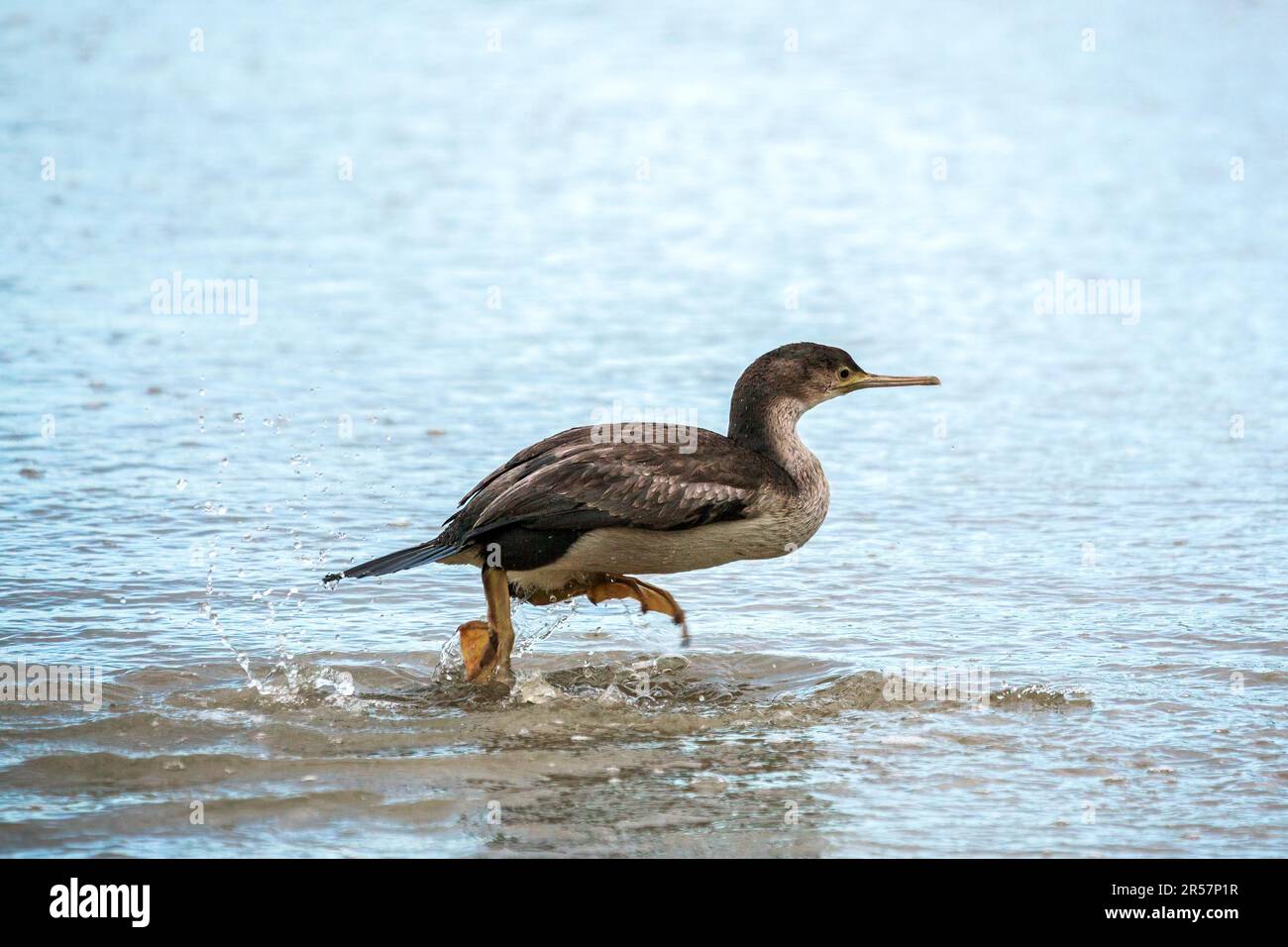 Shag macchiato (Phalacrocorax punctatus) che corre in acque poco profonde Foto Stock