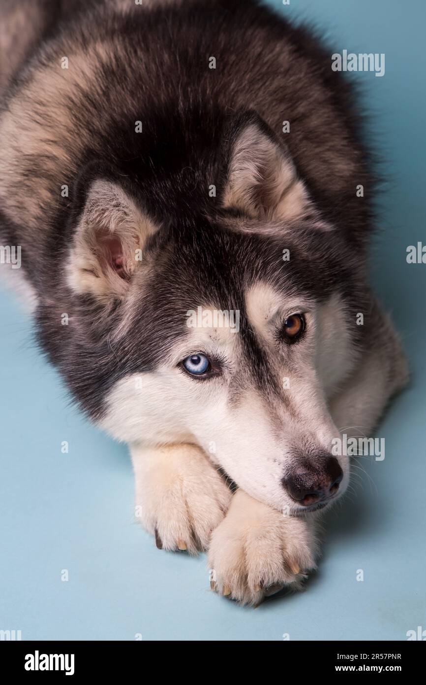 Un Husky siberiano con occhi di colore diverso giace su uno sfondo blu con le zampe incrociate. Foto Stock