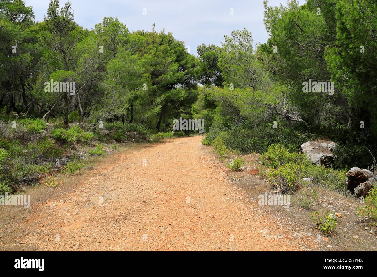 Sentiero attraverso la foresta di pinefore, Agistri, Isole Saroniche, Grecia. Foto Stock