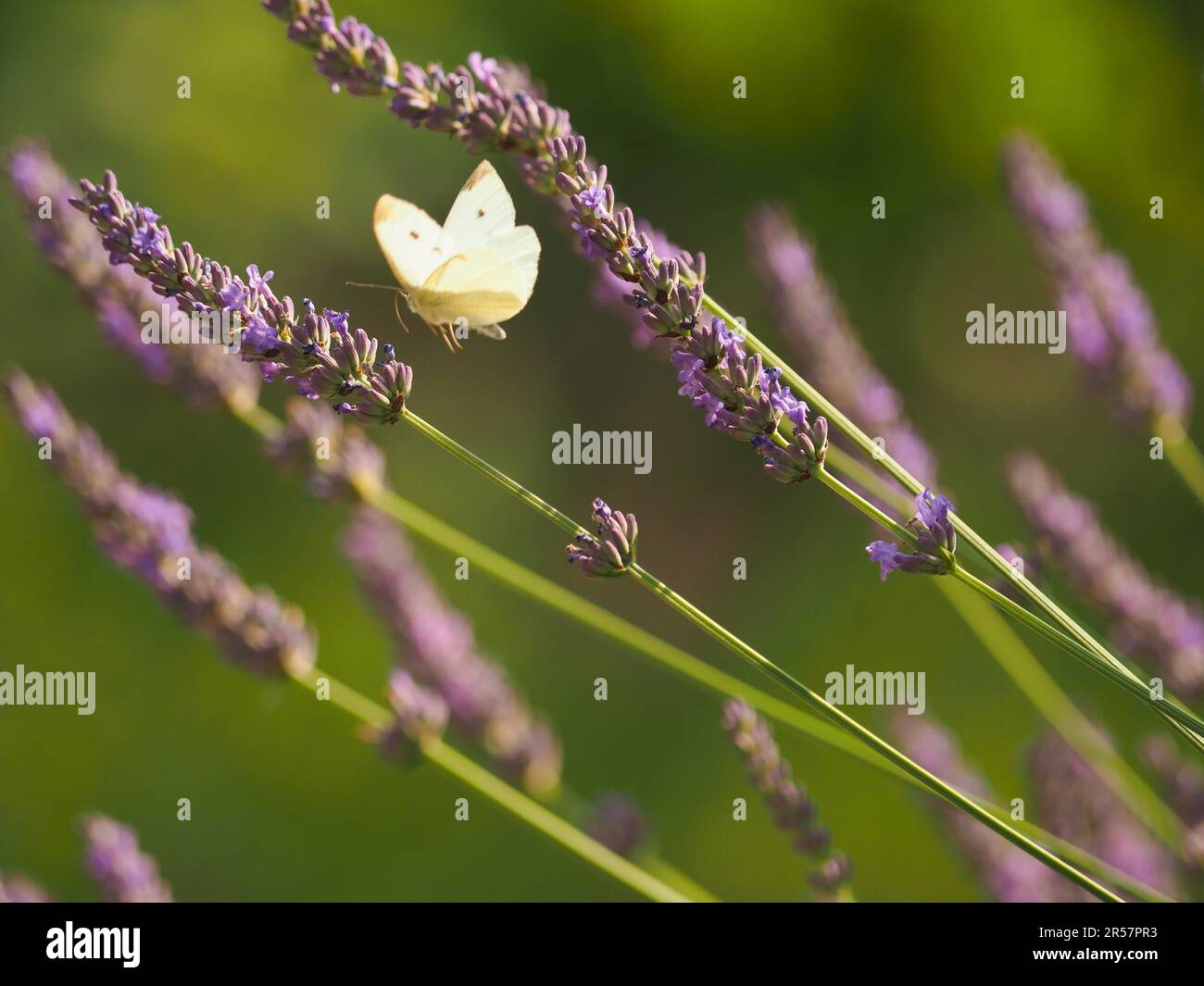 Cavolo farfalla bianca foraging su un fiore di lavanda, concetto di natura Foto Stock