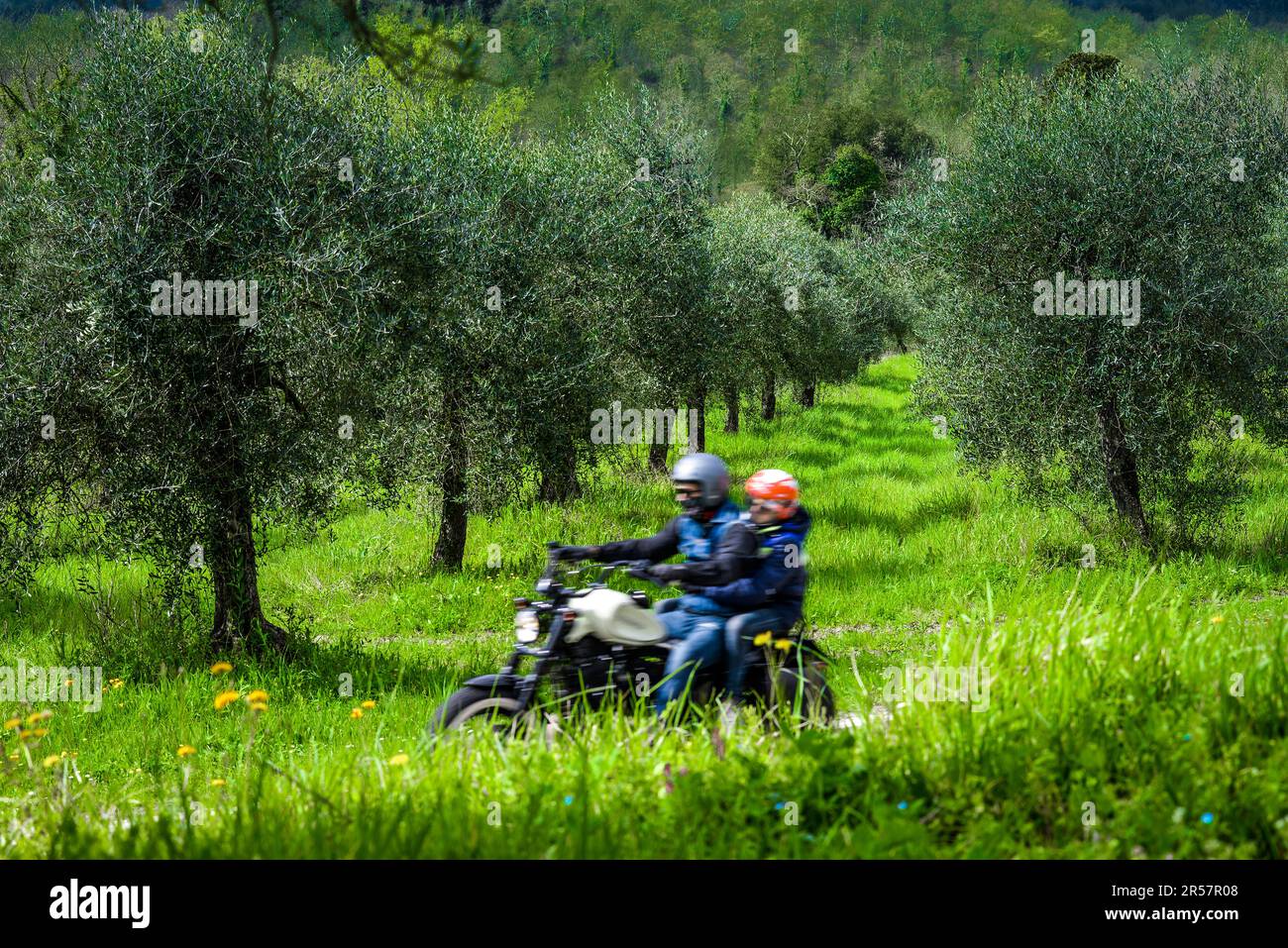 Nelle colline toscane in moto, rilassante atmosfera di vacanza alla scoperta del paesaggio rurale panoramico degli ulivi in prospettive suggestive Foto Stock