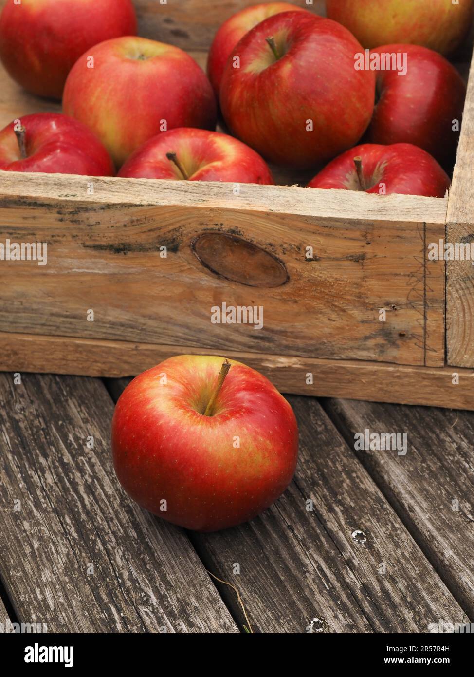 Mele fresche rosse biologiche in una scatola di legno dopo la raccolta, cibo di stagione, concetto di agricoltura Foto Stock