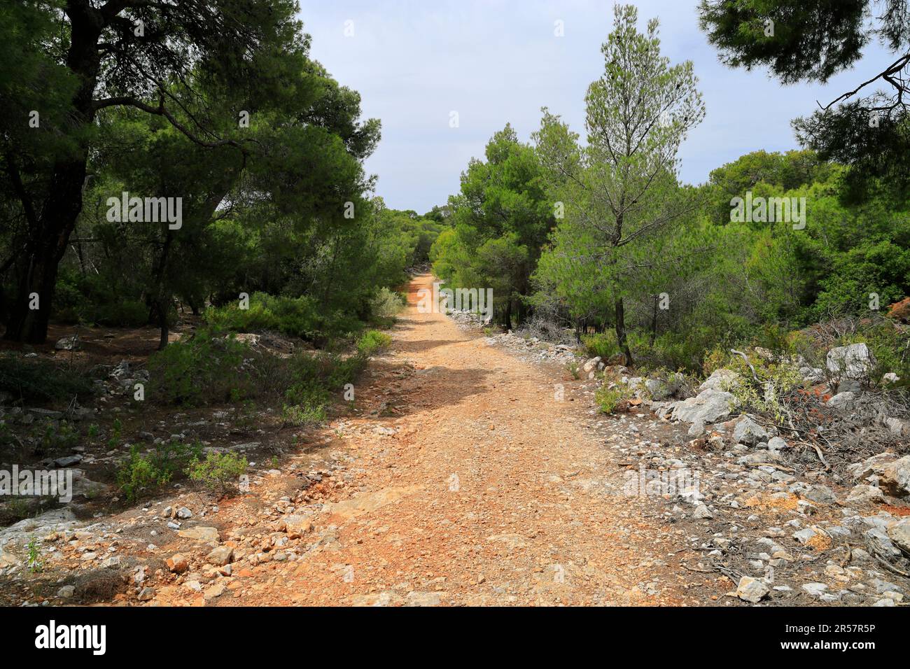 Sentiero attraverso la foresta di pinefore, Agistri, Isole Saroniche, Grecia. Foto Stock