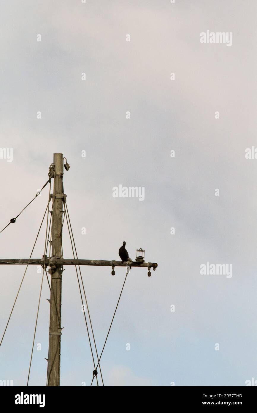 uccello appollaiato sul palo di una nave Foto Stock