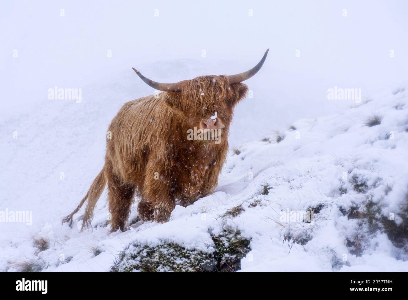 Highland Cow in the Snow, Pentland Hills, Edimburgo Foto Stock