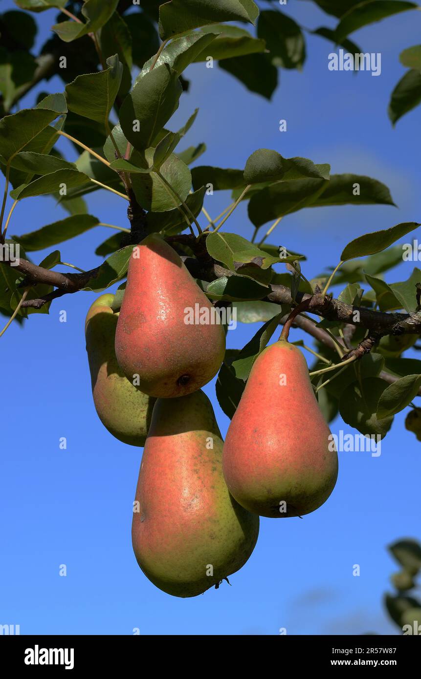 Pera di tabella sull'albero Foto Stock