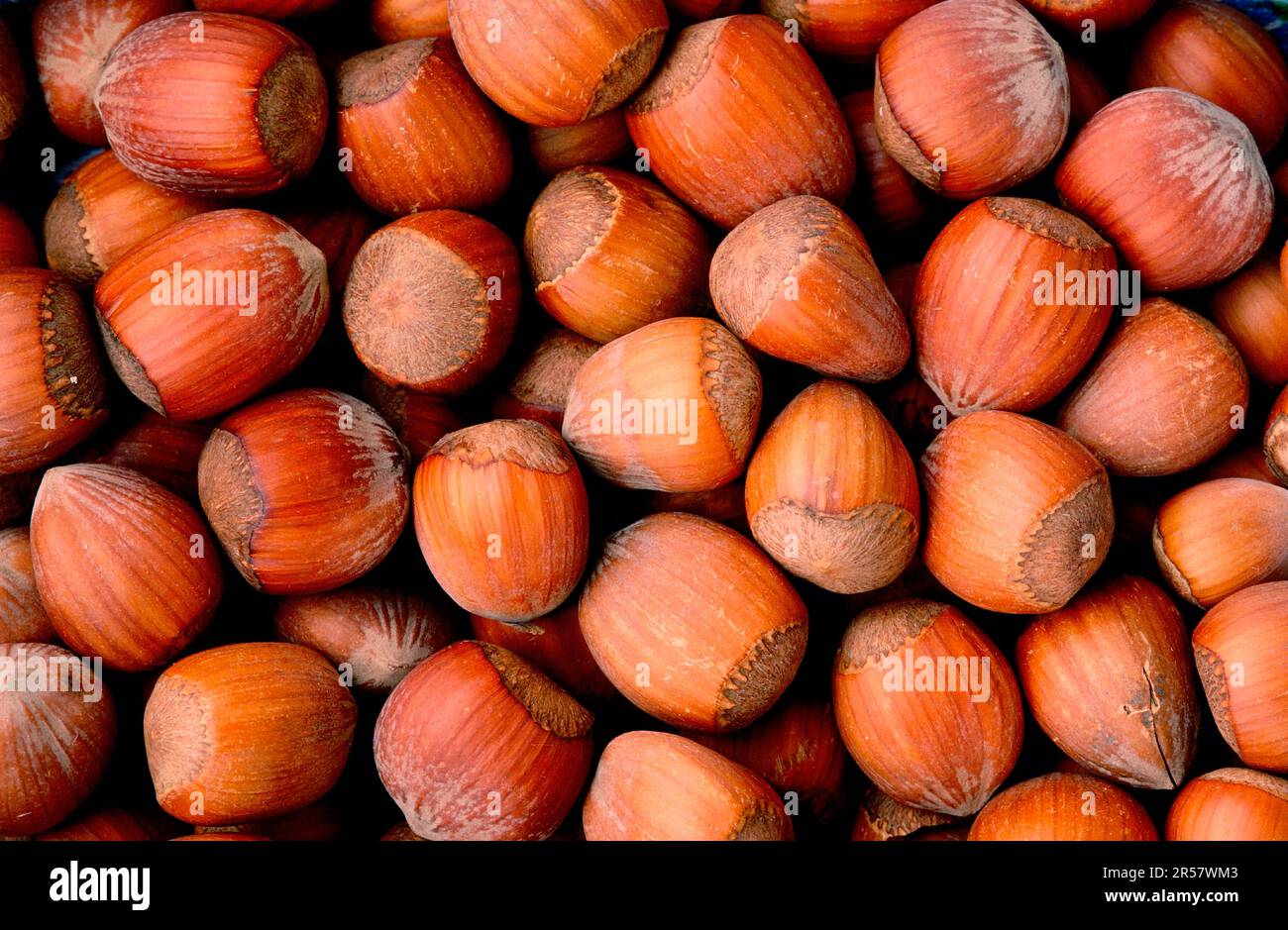 Nocciole, nocciola comune (Corylus avellana) Foto Stock