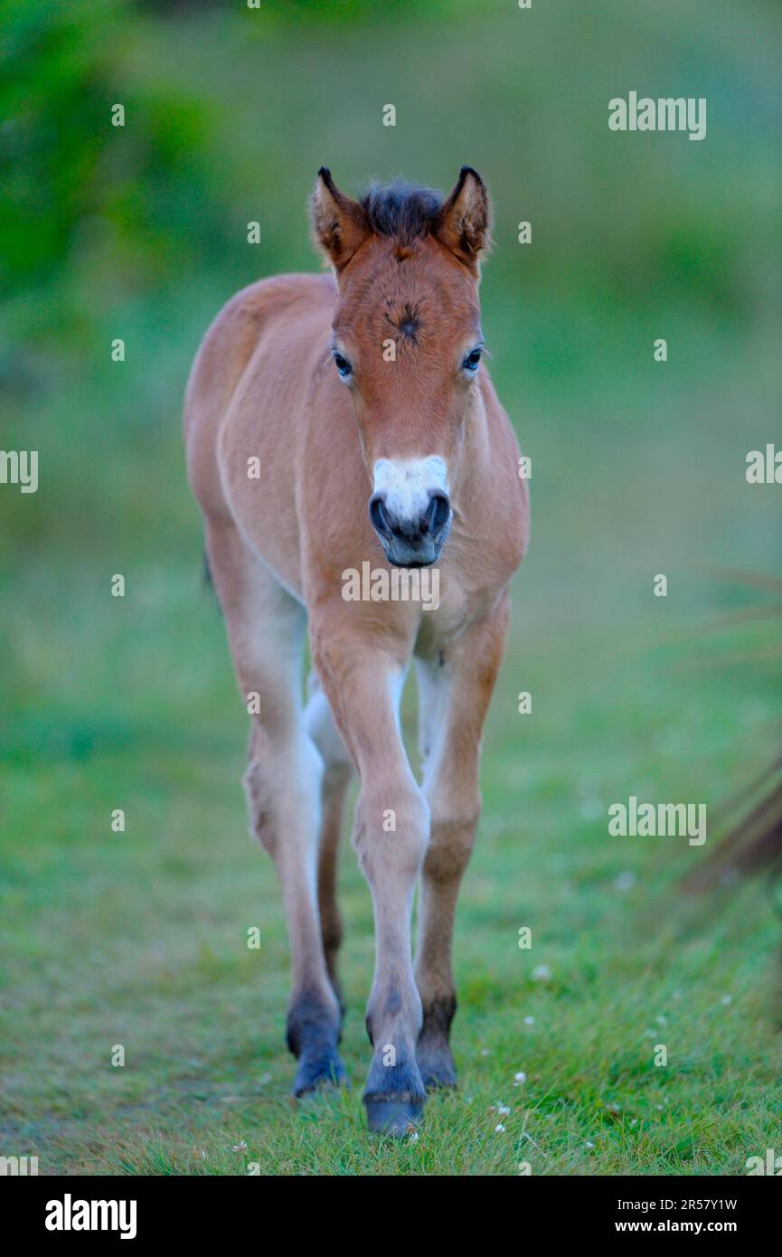 Pony esmoor, nemico Foto Stock