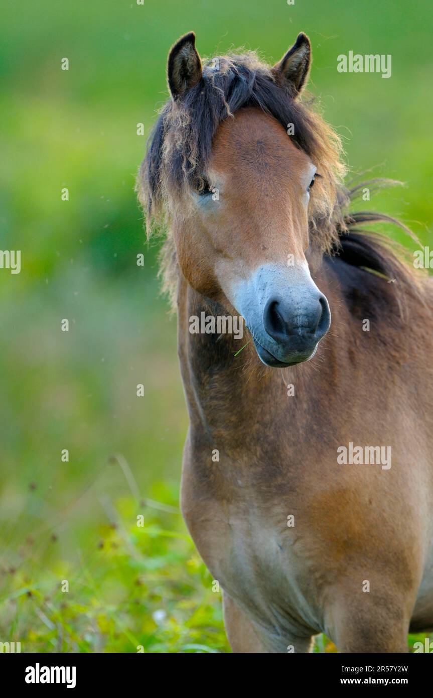 Pony Exmoor, stallone Foto Stock