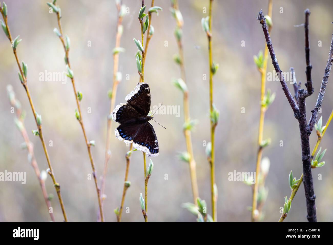 Una farfalla cloak lutto aggrappata ad un ramo di salice in erba. Grand Teton National Park, Wyoming Foto Stock