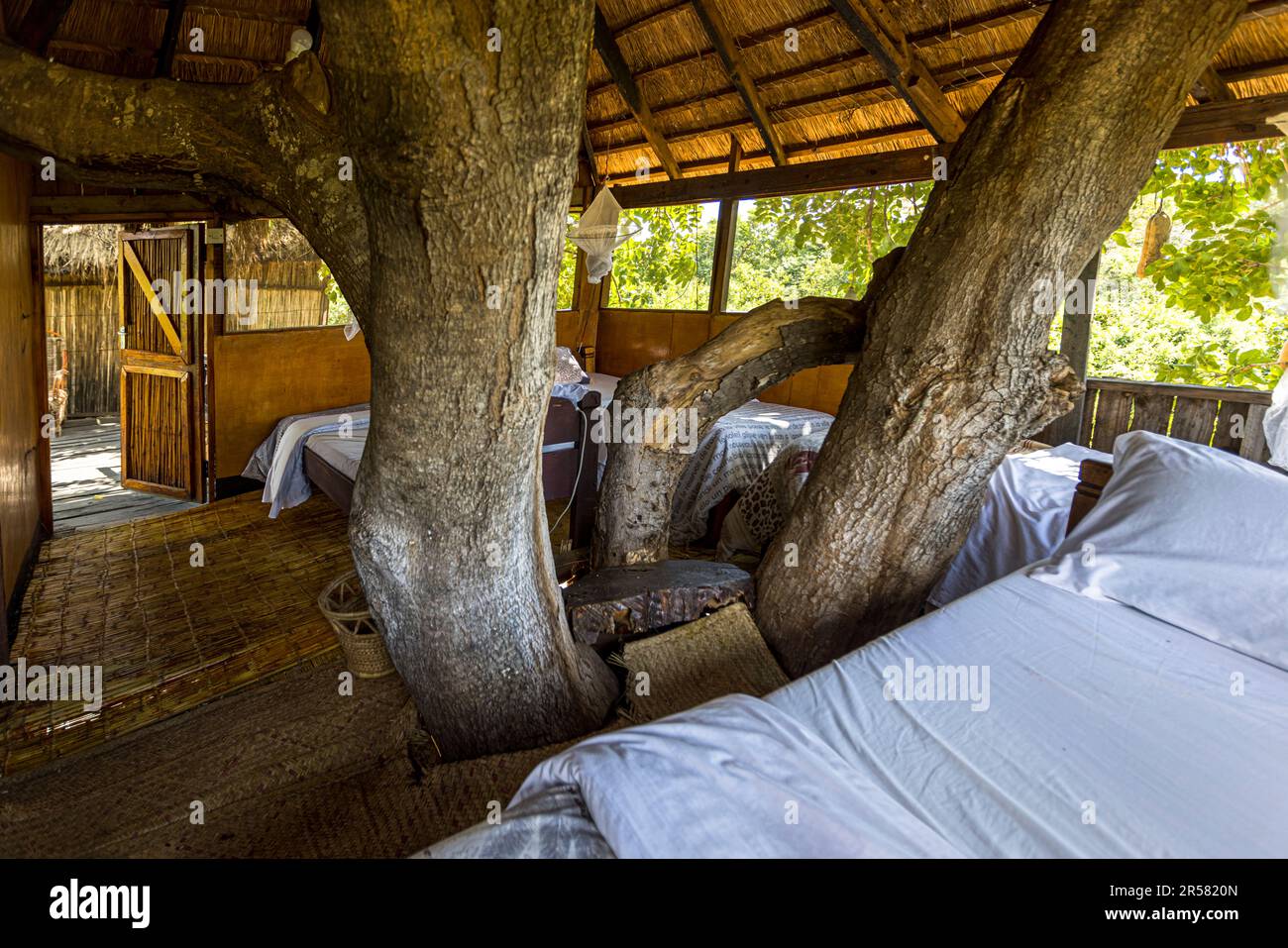I letti di una casa sull'albero della Kutchire Lodge nel Parco Nazionale di Liwonde, Malawi, si trovano nel mezzo della chioma di un antico albero di mogano; l'alloggio include anche un bagno privato. Nelle case sull'albero della lodge, gli ospiti sono vicini ai Big Five giorno e notte, e di notte i suoni della fauna selvatica del Malawi sono particolarmente presenti. Foto Stock
