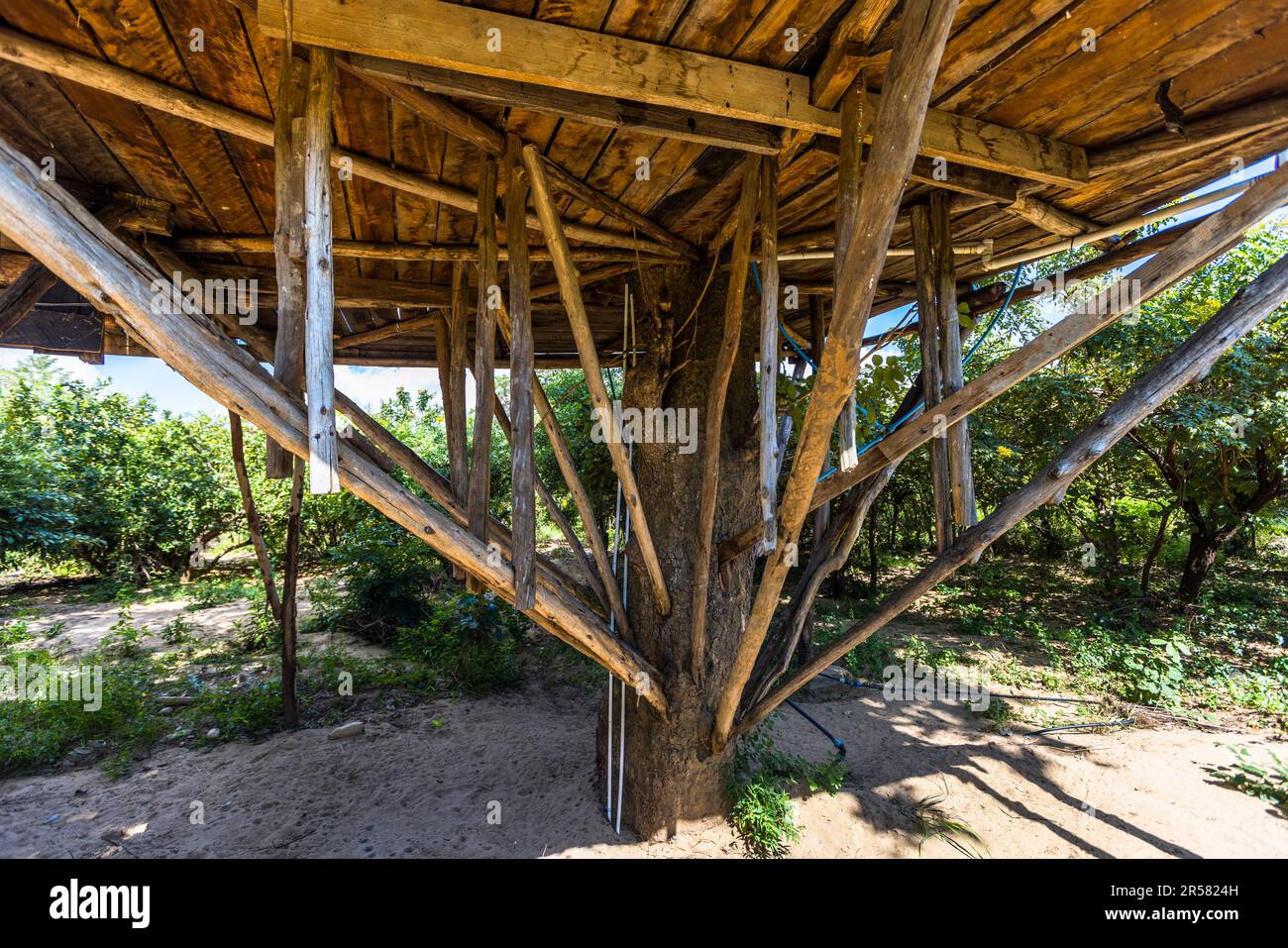 Sottostruttura in legno di una casa sull'albero al Kutchire Lodge. Nelle case sugli alberi del Kutchire Lodge siete vicini al Big Five giorno e notte. Malawi Liwonde National Park Foto Stock