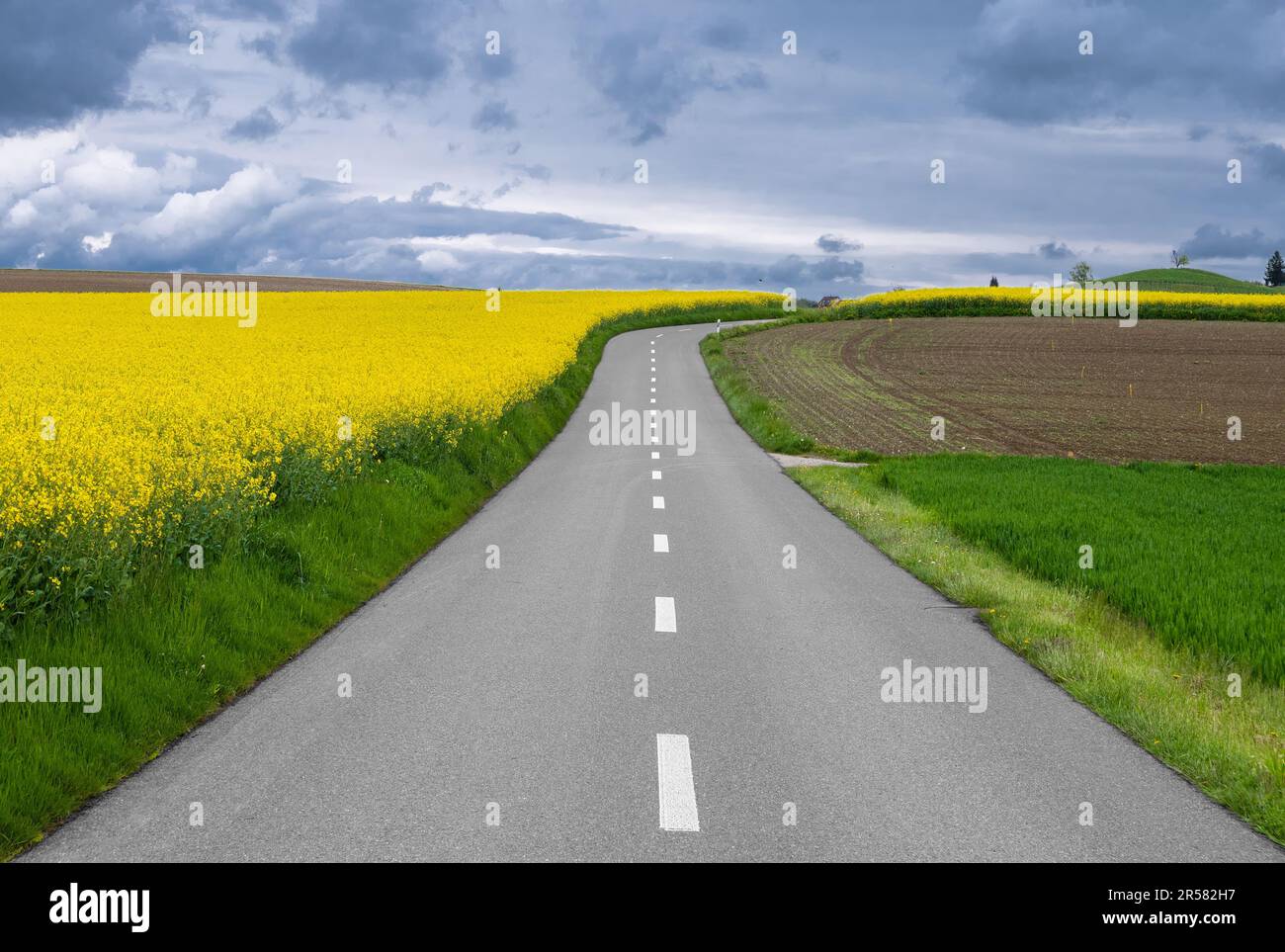 Cielo nuvoloso e atmosfera soody sopra la strada e campi di colza al confine con l'enclave tedesca Busingen, Svizzera. Foto Stock