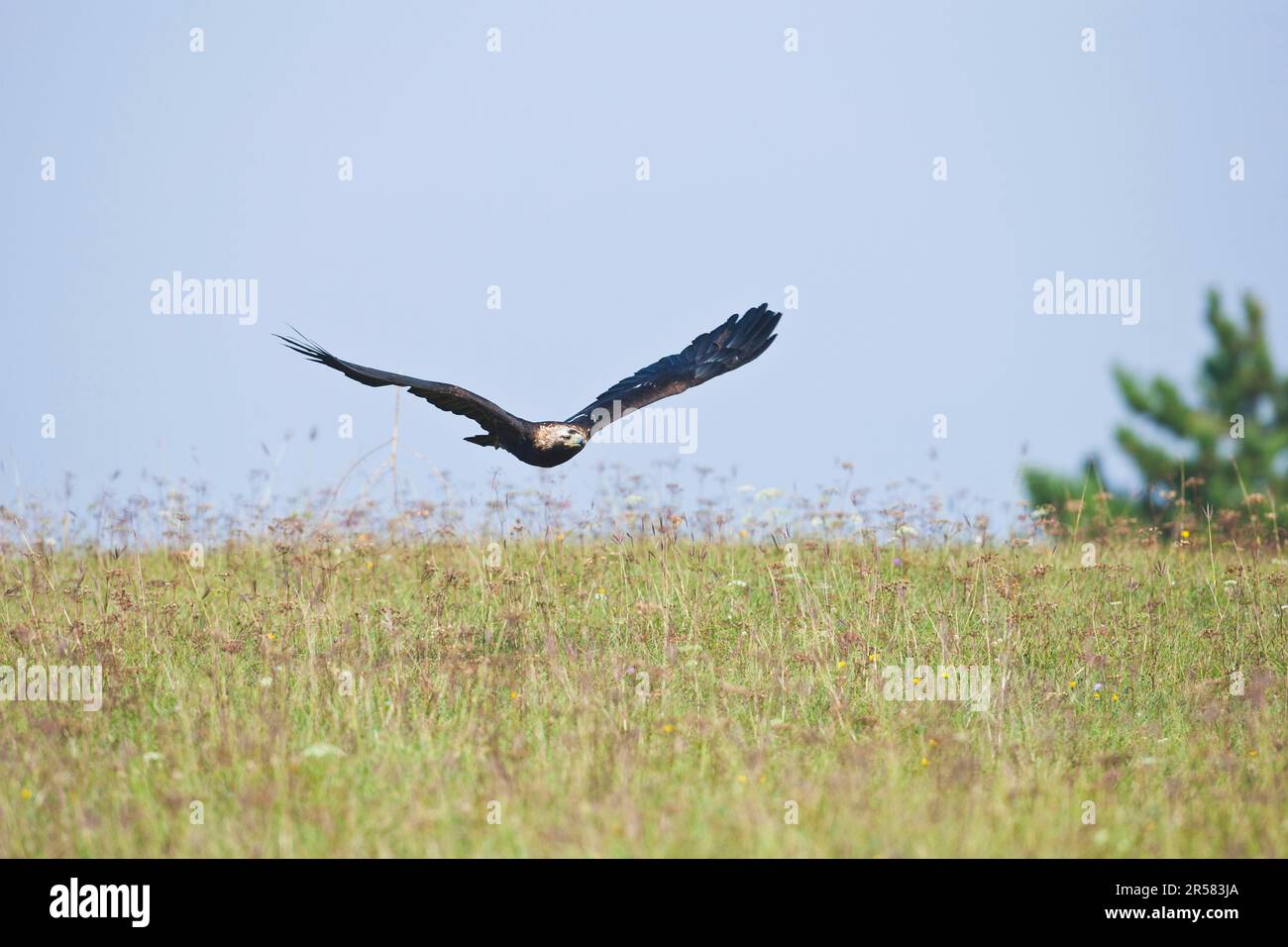 Aquila imperiale orientale (Aquila heliaca), Marchauen, bassa Austria, Austria Foto Stock