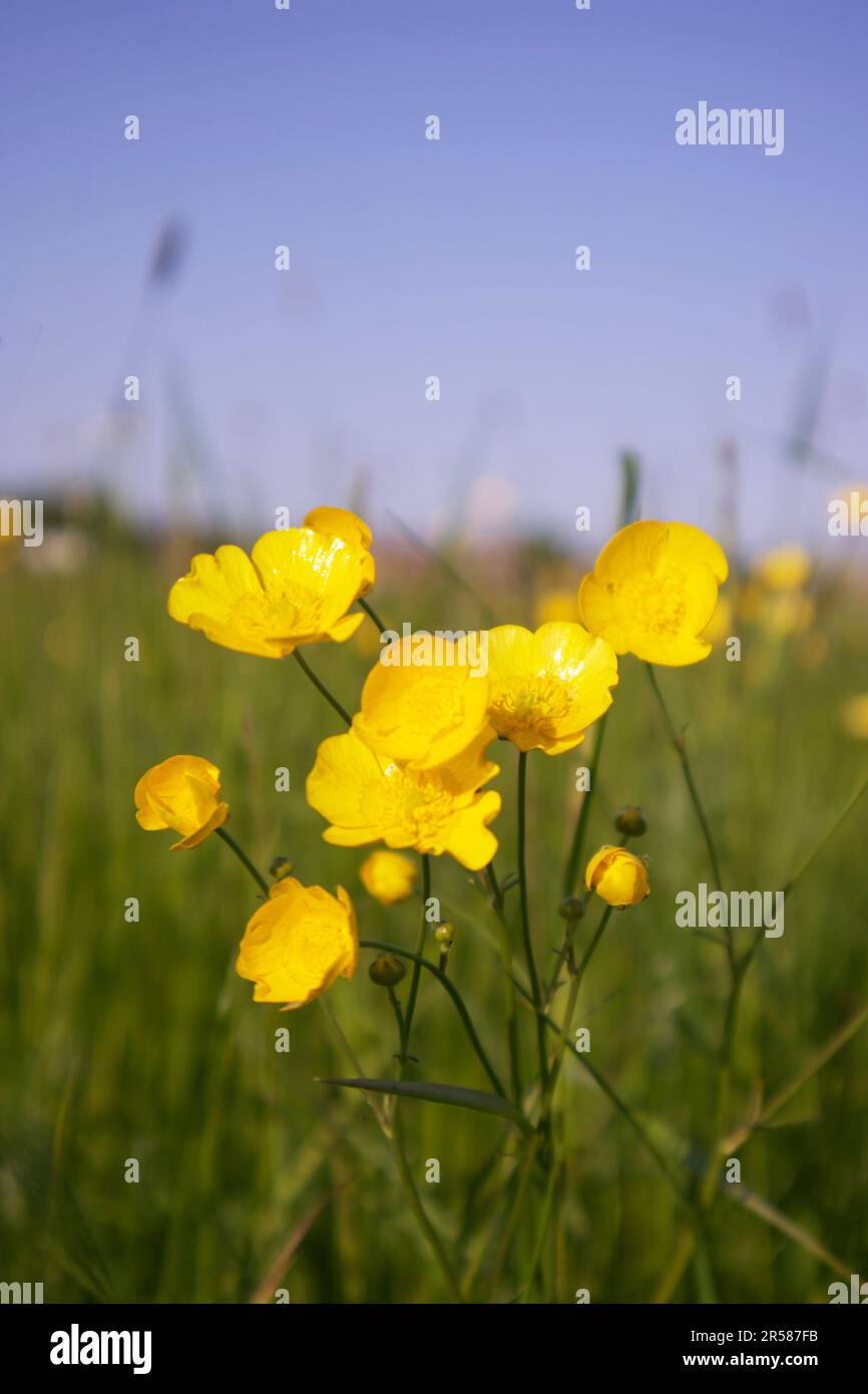 Coppe a Hemmingford Meadow, St Ives, Cambridgeshire Foto Stock