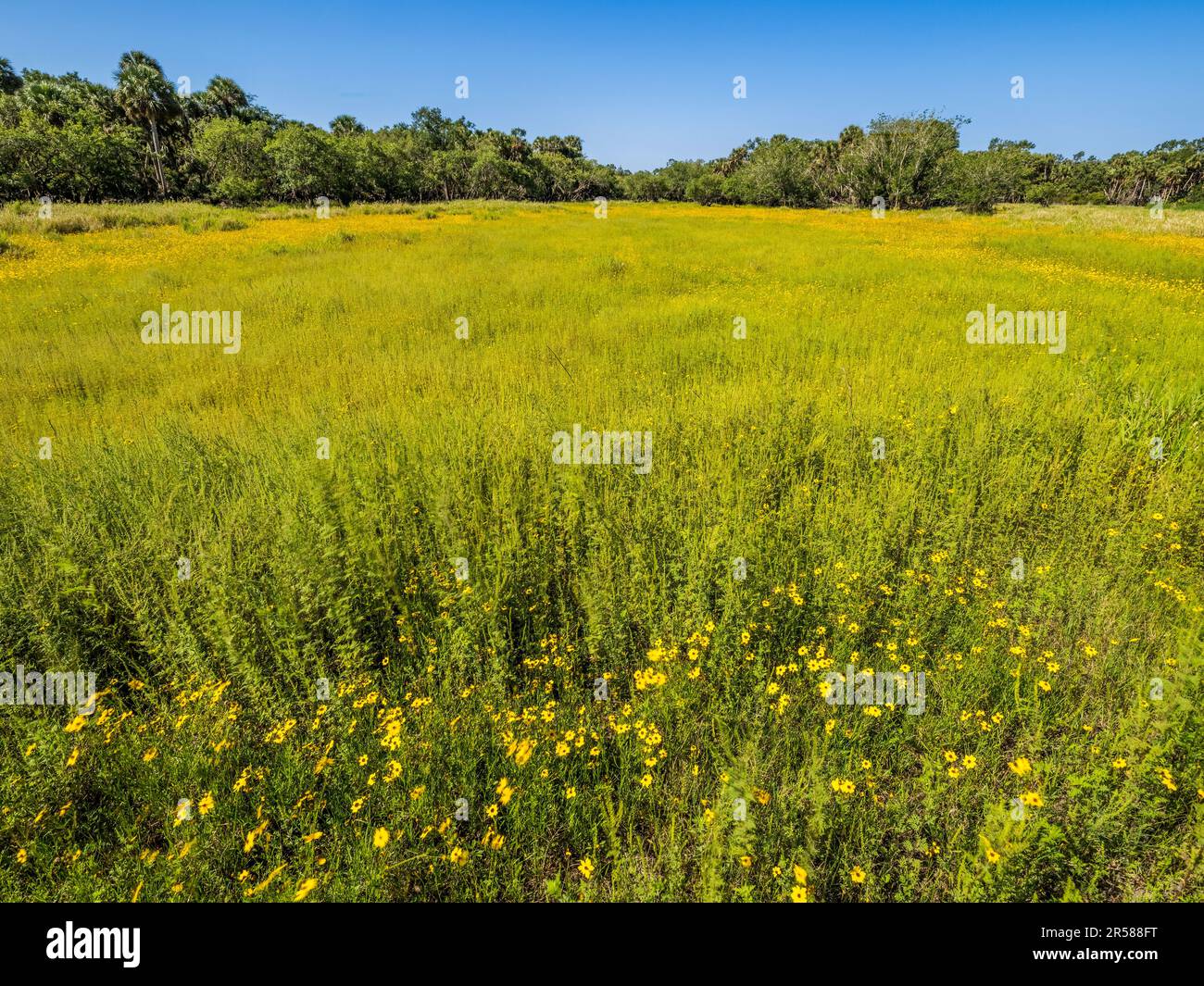 Coreopsis comunemente noto come Tickseed, il fiore selvatico dello stato della Florida nel Myakka River state Park a Sarasota Floirda USA Foto Stock Coreopsis comunemente noto come Tickseed, il fiore selvatico dello stato della Florida nel Myakka River state Park a Sarasota Floirda USA Foto Stock