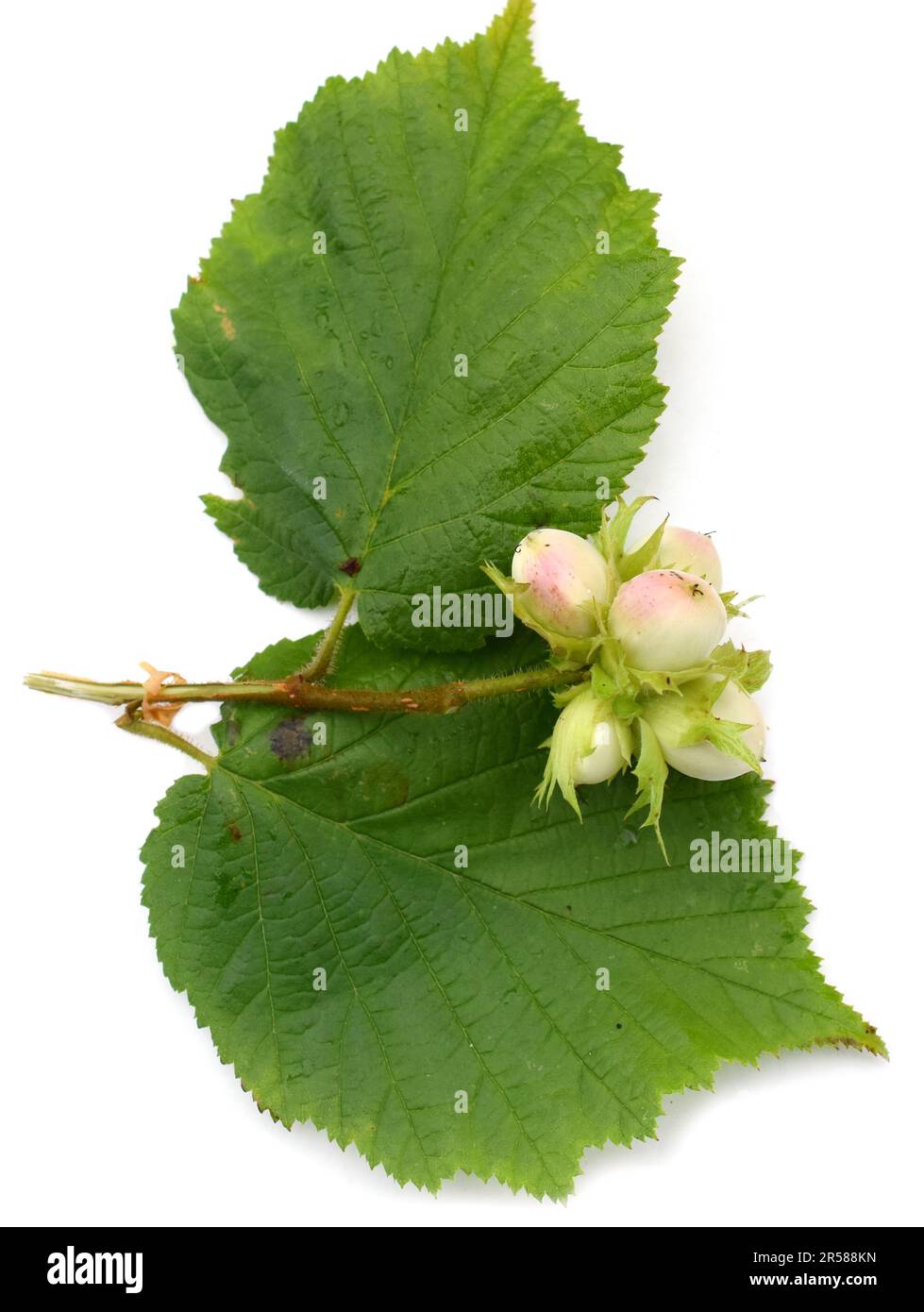 Nocciola comune con noci giovani su sfondo bianco Foto Stock