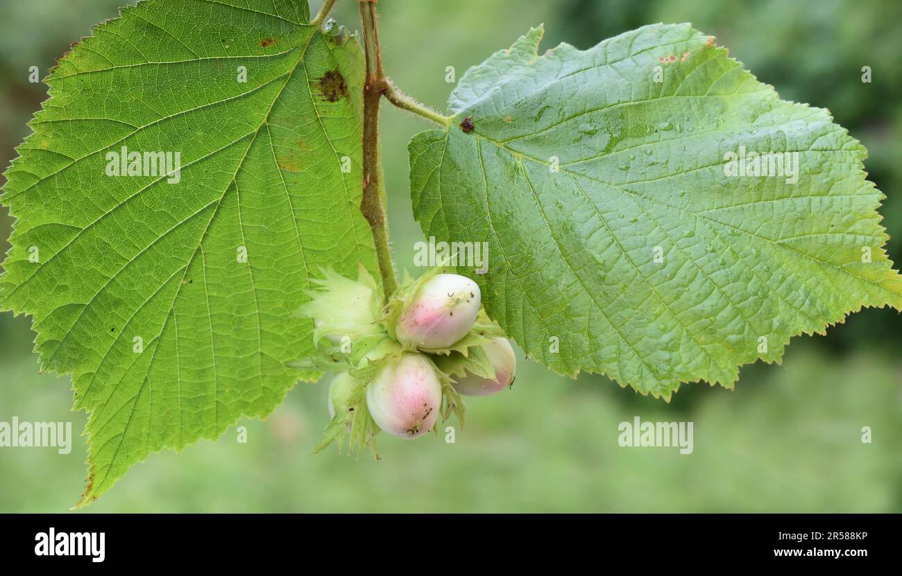 Nocciolo comune con noci giovani all'aperto Foto Stock